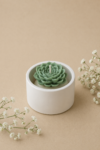 Round Mini Cactus Jar