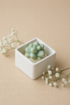 Square Mini Cactus Jar