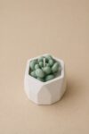 Hexagon Mini Cactus Jar